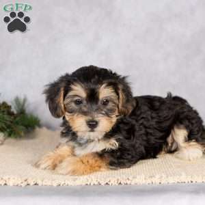 Daisy, Yorkie-Chon Puppy